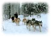 Tra�neau � chiens